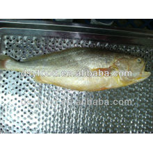 Croaker amarillo congelado (redondo entero) Pez